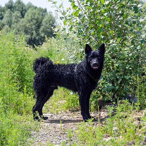 A Croatian Sheepdog standing in the middle of a bush